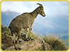 Eravikulam National Park