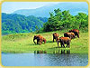 Periyar Widlife Sanctuary
