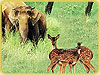 Thekkady